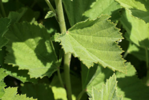 Marshmallow-Leaf