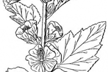 Marshmallow-Plant-Sketch