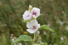 Marshmallow-Plant
