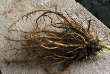 Marshmallow-Root