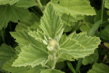 Marshmallow-Shoot-with-flower-buds