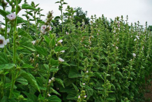 Marshmallow-bushes