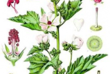 Marshmallow-plant-Illustration