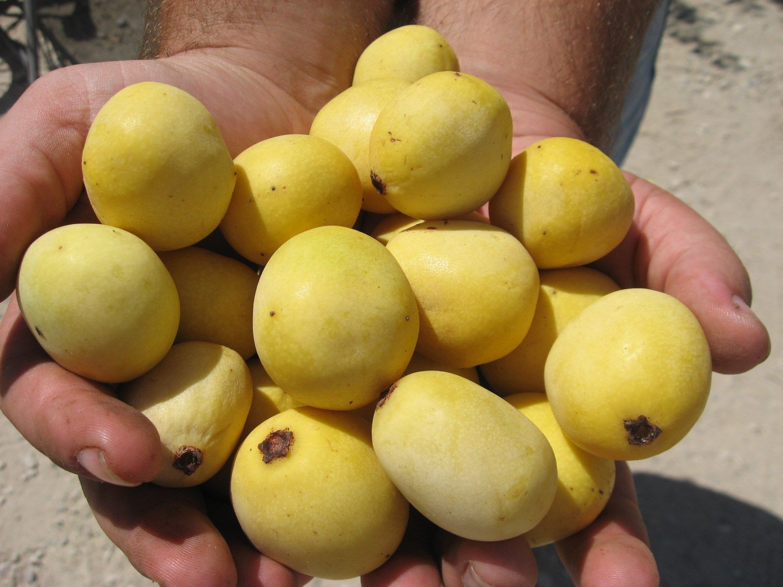 Mature-fruits-of-Marula