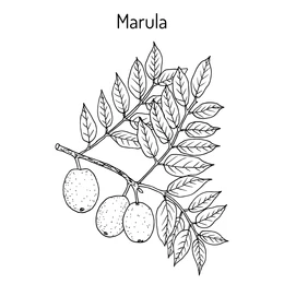 Sketch-of-Marula