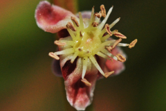 Closer-view-of-flower-of-Marula