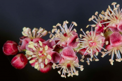 Flowers-of-Marula