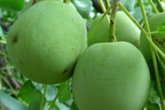 Immature-fruits-of-Marula
