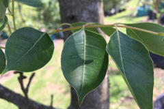 Leaves-of-Marula