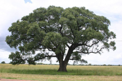 Marula-Tree