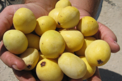 Mature-fruits-of-Marula