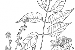 Plant-illustration-of-Marula