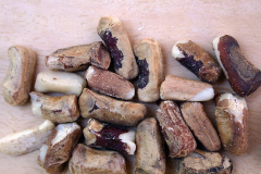 Seeds-of-Marula
