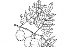 Sketch-of-Marula