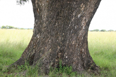Trunk-of-Marula