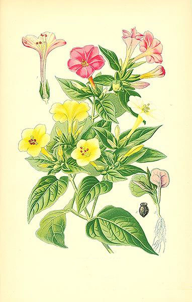 Plant-illustration-of-Marvel-of-Peru