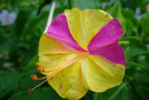 Closer-view-of-flower-of-Marvel-of-Peru
