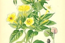Plant-illustration-of-Marvel-of-Peru