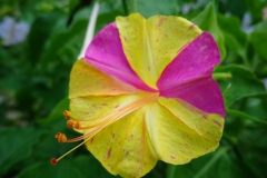 Closer-view-of-flower-of-Marvel-of-Peru