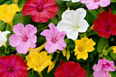 Different-varieties-of-Marvel-of-Peru
