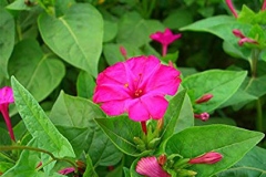 Flower-of-Marvel-of-Peru