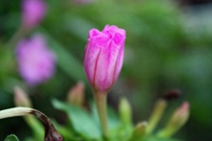 Flowering-bud-of-Marvel-of-Peru