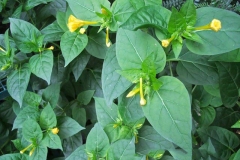Leaves-of-Marvel-of-Peru