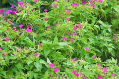 Marvel-of-Peru-Plant-growing-wild