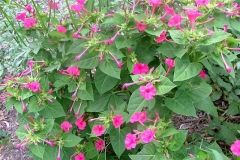 Marvel-of-Peru-plant