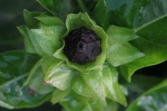Mature-Fruit-of-Marvel-of-Peru