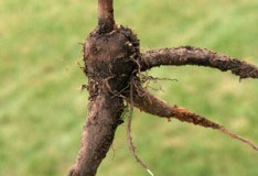 Root-of-Marvel-of-Peru