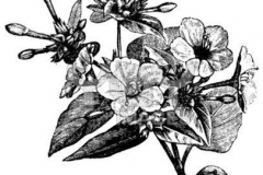 Sketch-of-Marvel-of-Peru
