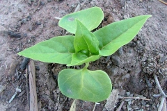 Small-Saplings-of-Marvel-of-Peru