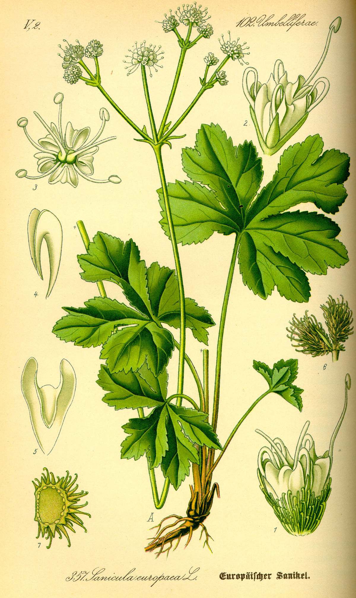 Plant-illustration-of-Maryland-Sanicle