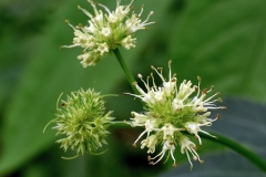 Close-view-of-Maryland-Sanicle