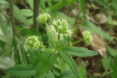Maryland-Sanicle-flowers