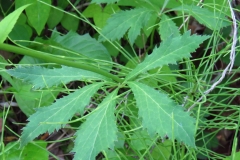Maryland-Sanicle-leaves