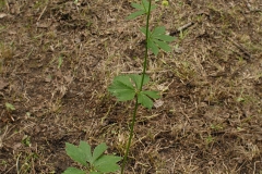 Maryland-Sanicle-plant
