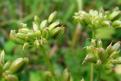 Maryland-Sanicle-seeds