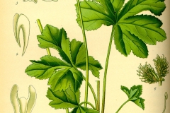 Plant-illustration-of-Maryland-Sanicle
