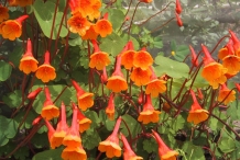 Flowers-of-Mashua
