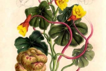 Illustration-of-Mashua-plant
