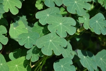 Leaves of Mashua