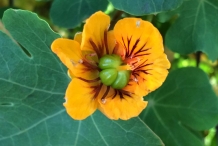 Mashua-close-up-flower