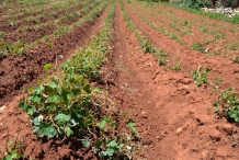 Mashua-farm