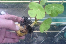 Mashua-plant