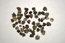Mashua-seeds