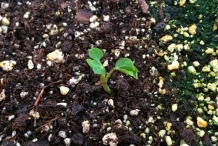 Mashua-sprouts