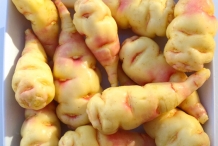 Mashua-tuberroot
