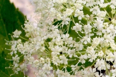 Closer-view-of-flowers-of-Masterwort